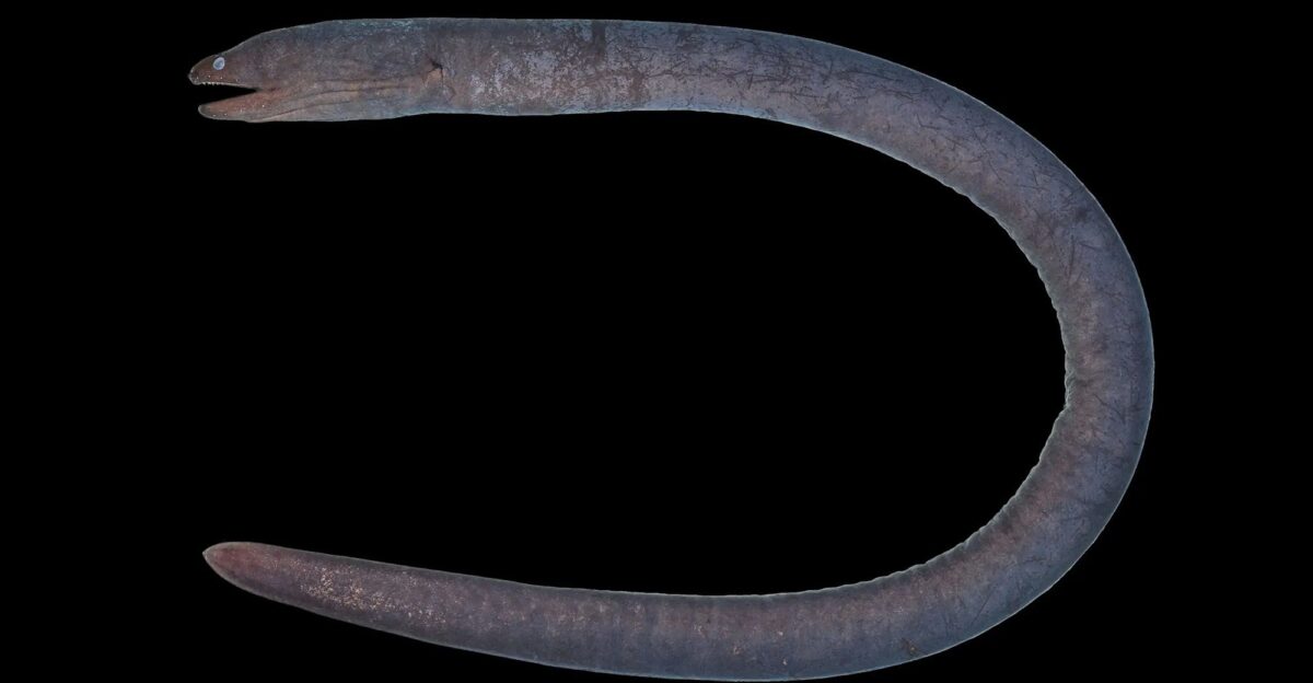 New Hades moray eel discovered by accident by Popular Science