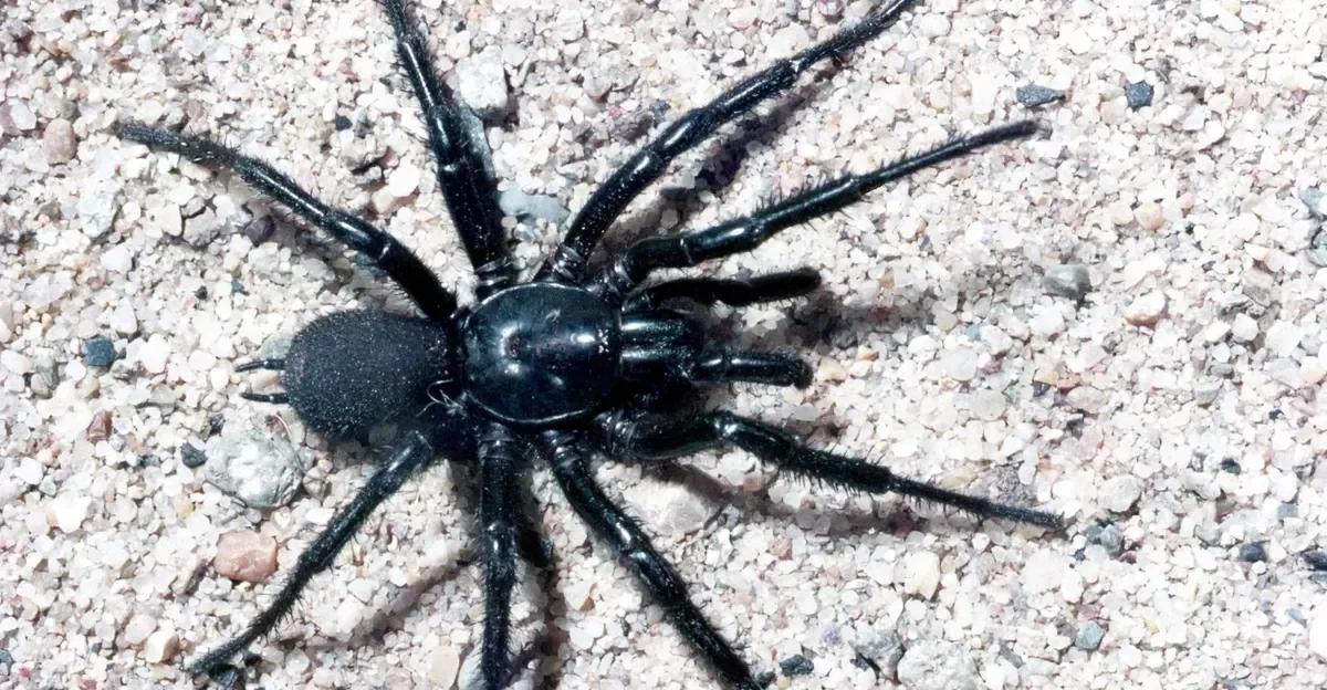 Big boy spider becomes Australia s largest deadly funnel-web after surprise discovery Live Science by Tamara Avis