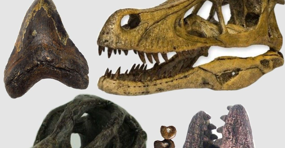 Fossil Hunter by Sophie