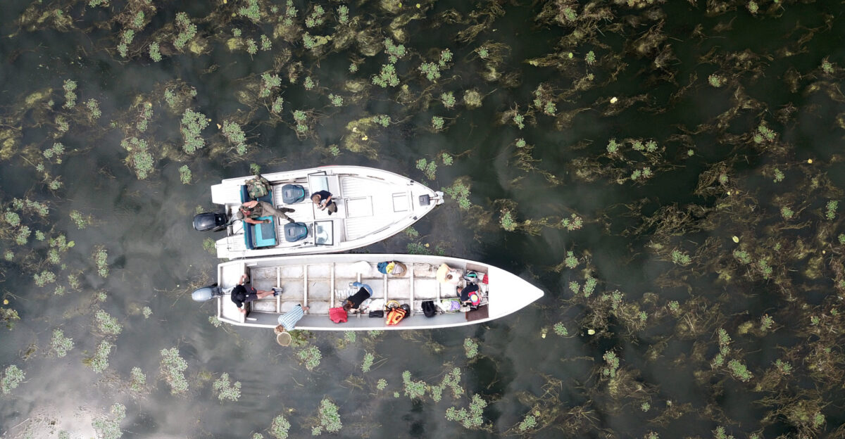 In the framework of the research project Influence of overgrown reservoirs with higher aquatic plants on flowering processes and fish productivity young scientists of the Institute of Hydrobiology of the NAS of Ukraine together with a specialist in remote sensing of the Earth conducted research the dissemination water nut Trapa natans L of Kyiv Reservoir by using the Dji mavic pro drone at a altitude of more than 50 m
