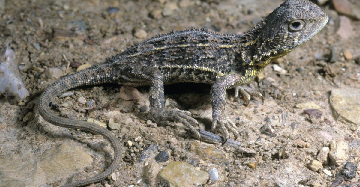 grassland earless dragon by Kylie Elizabeth