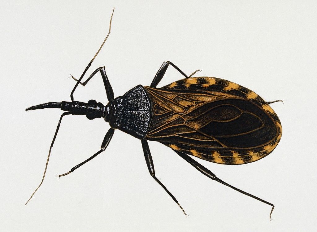 Remain Calm Kissing Bugs Are Not Invading the US by Annelies