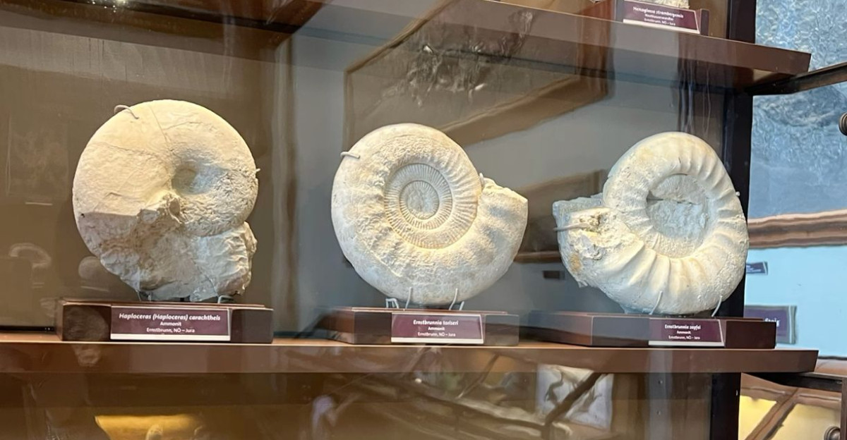 Fossils by Thea Sk tt