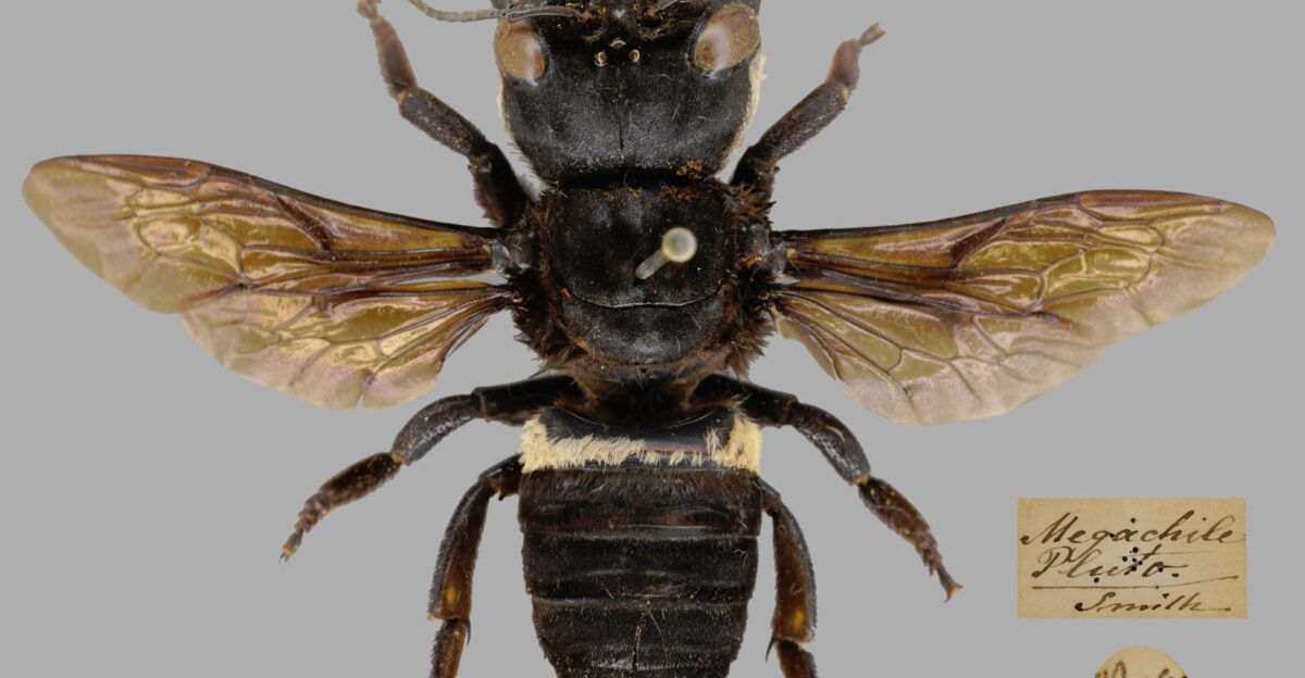 Megachile pluto Megachile pluto is a very large Indonesian resin bee Females can be as large as 38 mm long with a wingspan of 63 5 mm Megachile pluto is regarded as the largest bee in the world and has been referred to as Wallace s giant bee Wikipedia by KT Embers