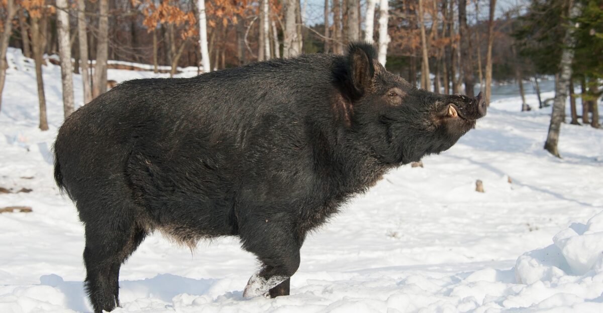 Huge feral hogs invading Canada building pigloos as they go