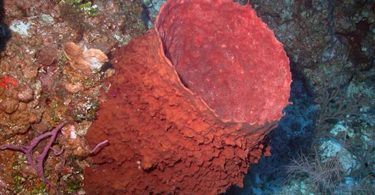 GIANT BARREL SPONGE by NETTA TUOMISTO