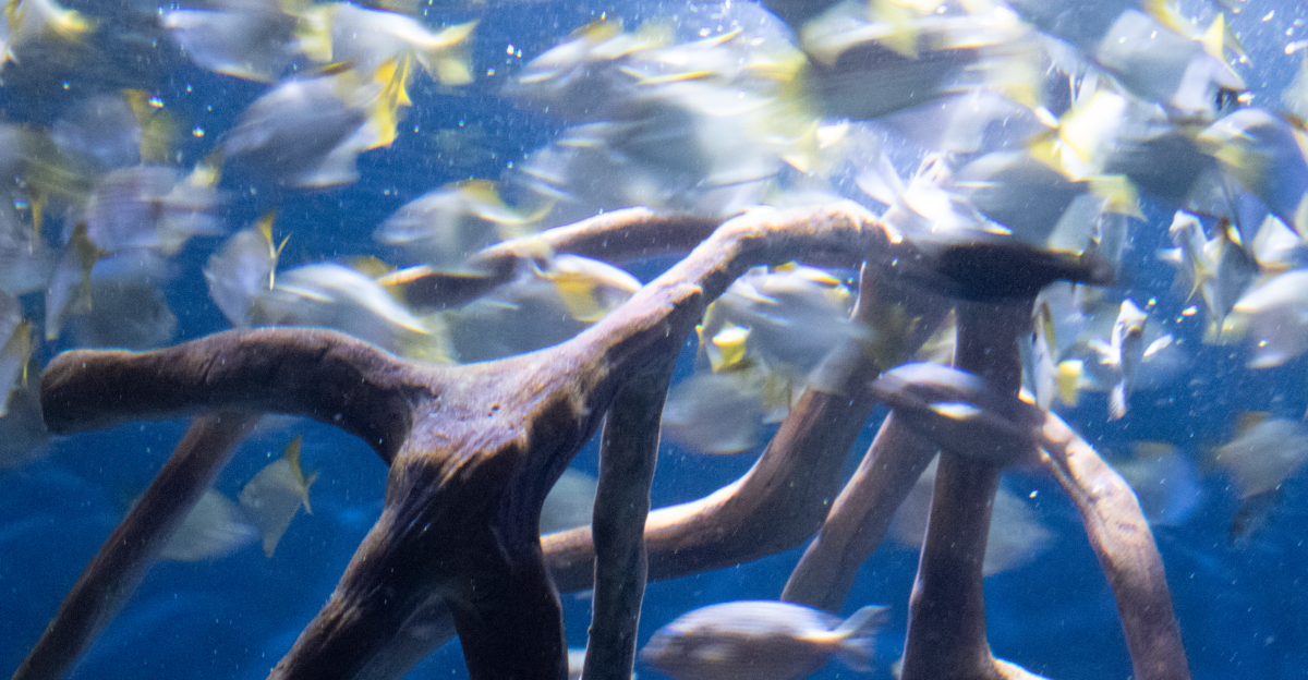 Various schooling fishes such as monos Monodactylus argenteus in the Pacific Visions exhibit at the Aquarium of the Pacific in Long Beach California United States