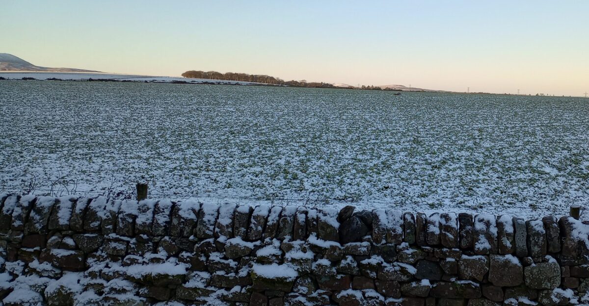 Frozen fodder crop