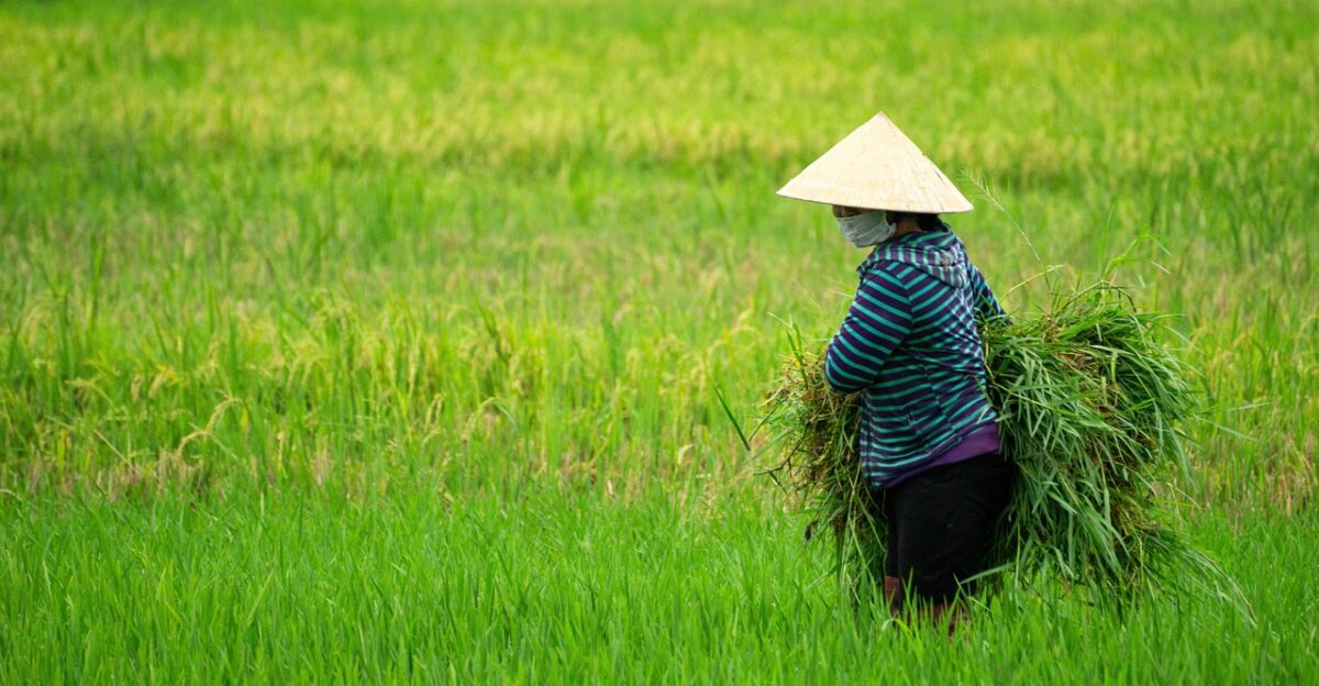 farmer woman agriculture countryside field farming rural farm cow rice farmland harvest culture summer work nature vietnam