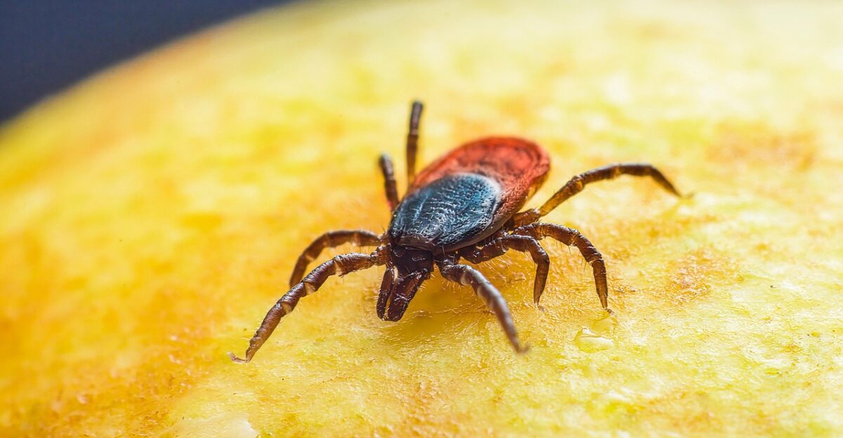 sheep tick windows wallpaper 4k wallpaper wallpaper hd castor bean tick taiga tick wood tick insect desktop backgrounds animal 4k wallpaper 1920x1080 floral background disease beautiful wallpaper hd wallpaper mac wallpaper nature free background macro full hd wallpaper free wallpaper background illness tallinn estonia laptop wallpaper park forest wallpaper 4k grass plant cool backgrounds close up