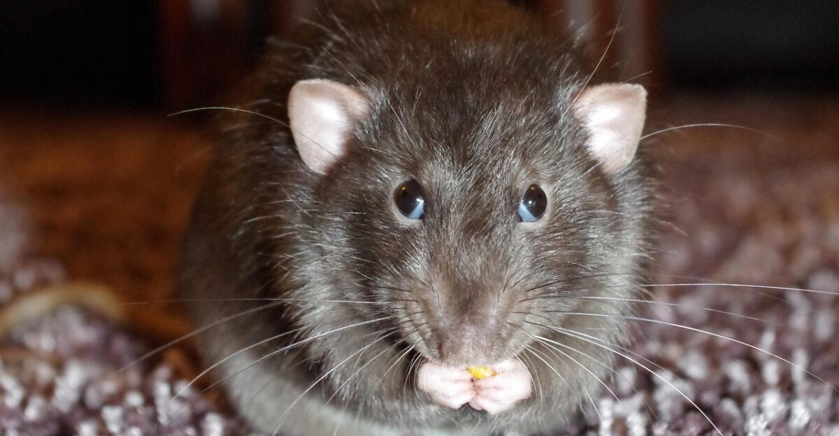 rat cute eating pet rodent animal whisker nature fluffy hairy funny paw