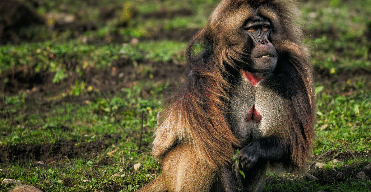 monkey gelada gelada baboon primate bleeding-heart monkey mammal nature animal wildlife
