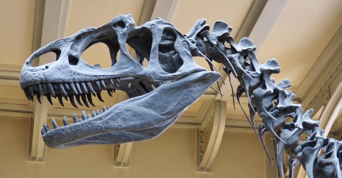 museum skeleton dinosaur dinosaur skeleton predatory dinosaur dinosaur dinosaur dinosaur dinosaur dinosaur dinosaur skeleton