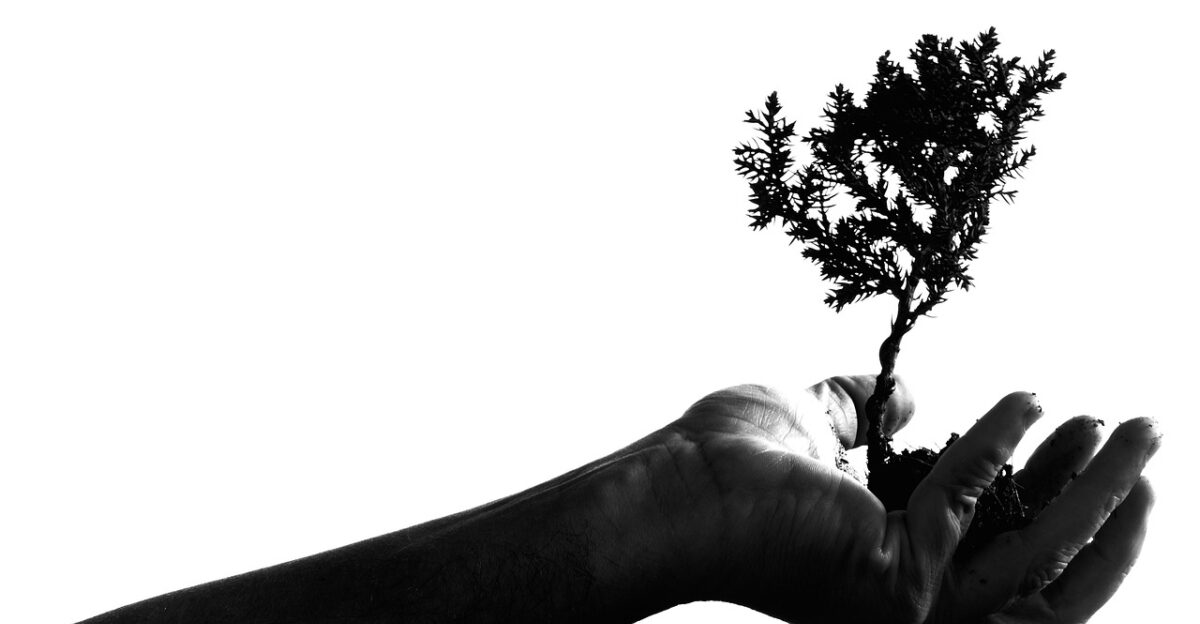 adult bonsai hand plant portrait shadow nature silhouette tree hold holding growth monochrome black and white concept idea isolated