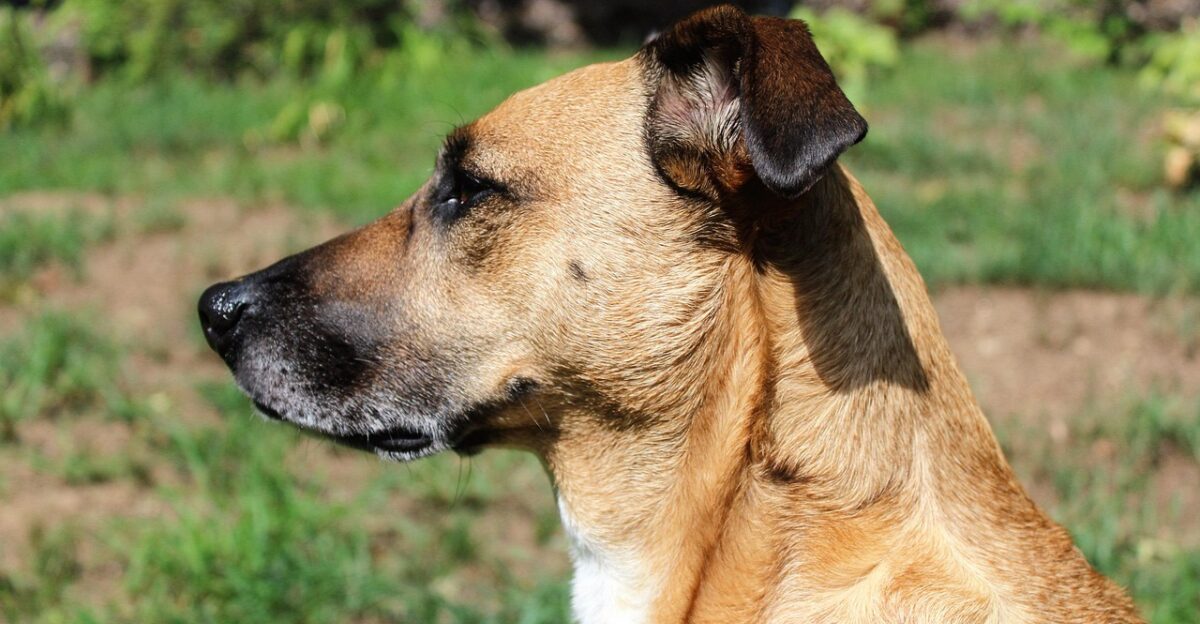 brown dog head pretty rescue dog shelter dog