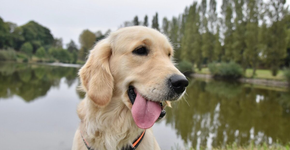 golden retriever pet dog canine animal golden retriever sirena service dog