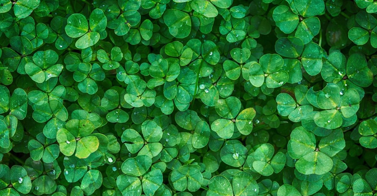 clover wallpaper hd free background laptop wallpaper leaves green plants foliage 4k wallpaper 1920x1080 full hd wallpaper desktop backgrounds hd wallpaper green leaves free wallpaper green foliage mac wallpaper beautiful wallpaper greenery 4k wallpaper lush vegetation cool backgrounds background wallpaper 4k nature windows wallpaper green background green plants