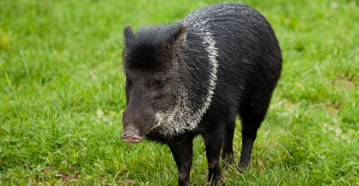 animal black boar grass green hog mammal collared peccary pig standing nature walking wild wildlife green walking