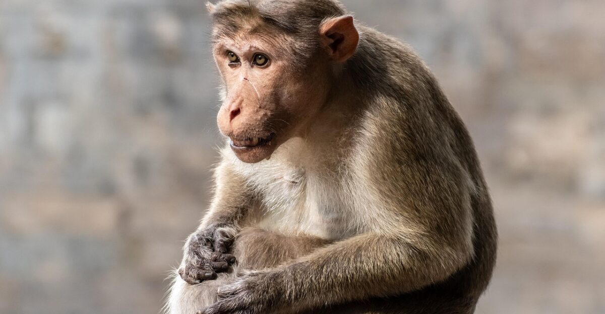 animal closeup fur hairy indian indian monkey macaque mammal monkey nature outdoors portrait primate rhesus rhesus macaque rhesus monkey sitting travel wild wildlife monkey monkey monkey monkey monkey