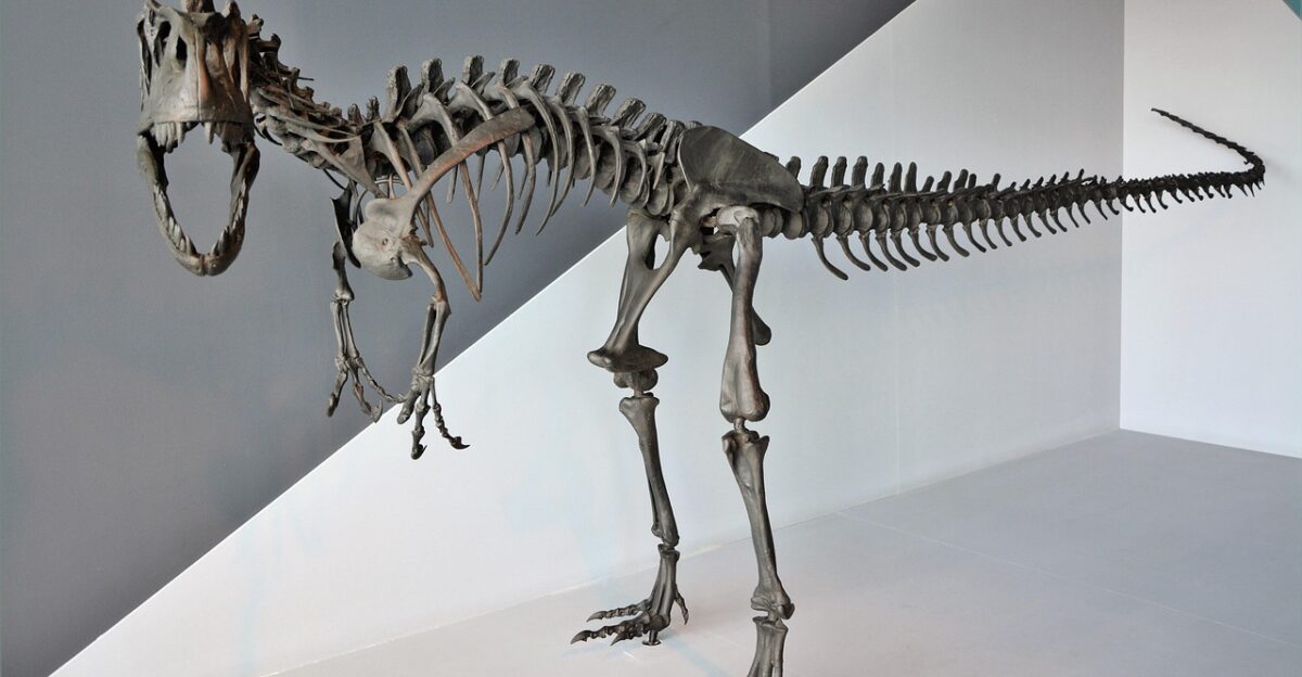 dinosaur tyrannosaurus fossil extinct museum dinosaur dinosaur dinosaur dinosaur dinosaur fossil fossil fossil fossil fossil