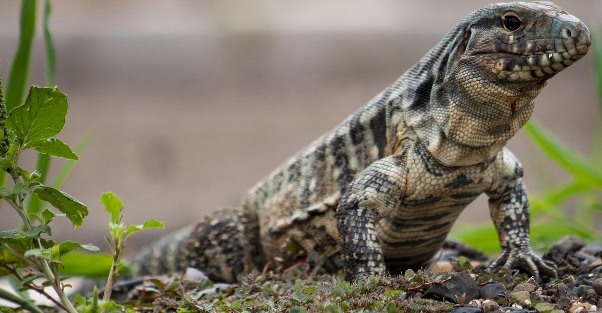 tegu lizard animal reptile wildlife fauna wilderness nature closeup tegu tegu tegu tegu tegu