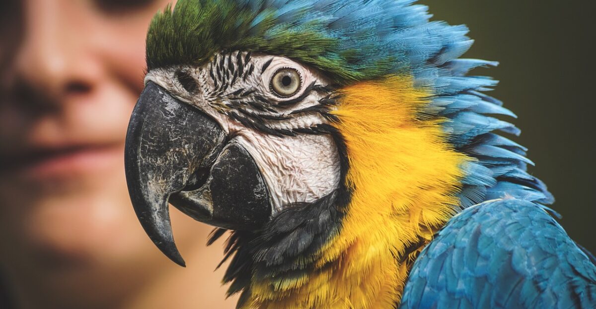 parrot blue and yellow macaw blue and gold macaw macaw zoo exotic bird avian nature ara ararauna