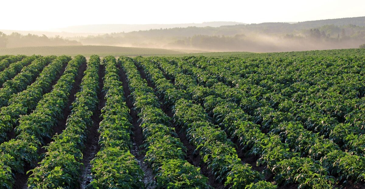 potato field aroostook county morning light haze agriculture green field green morning potato field potato field potato field potato field potato field agriculture agriculture