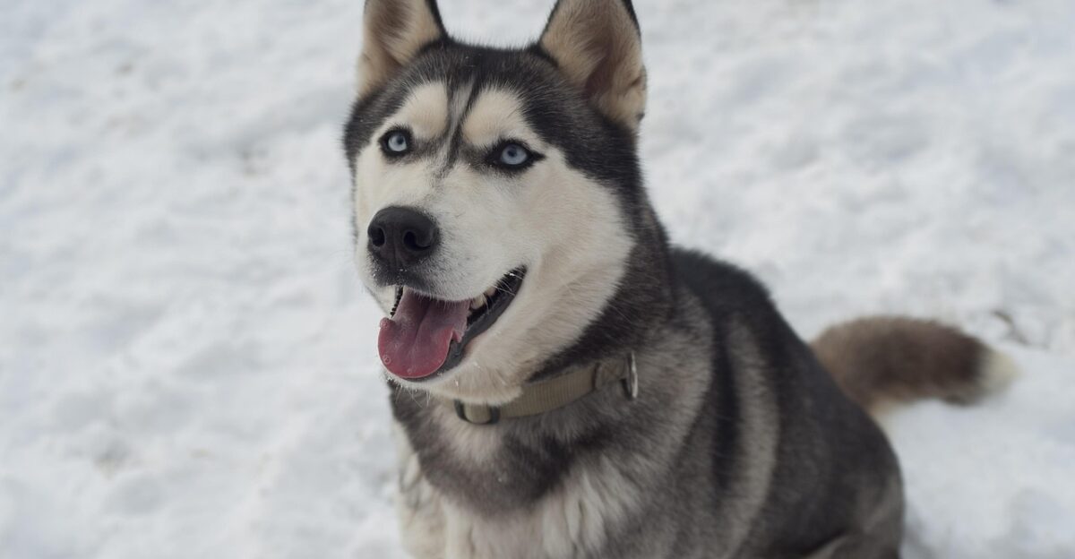 husky dog siberian husky pet animal sled dog