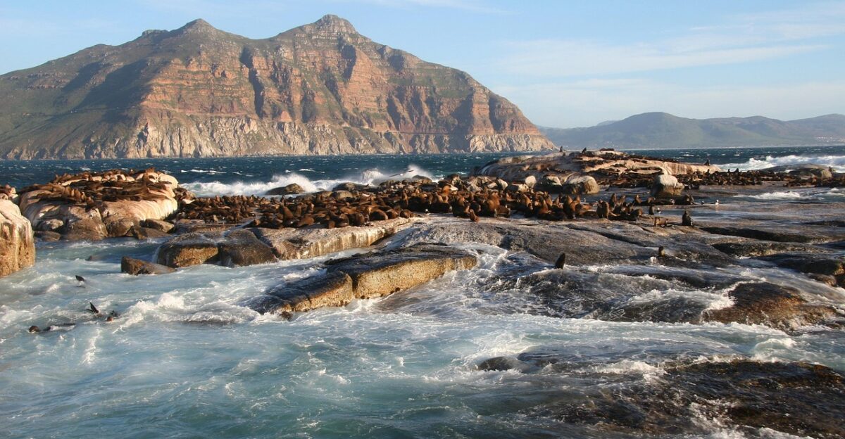 duiker island south africa cape town ocean wildlife seals beach water nature waves