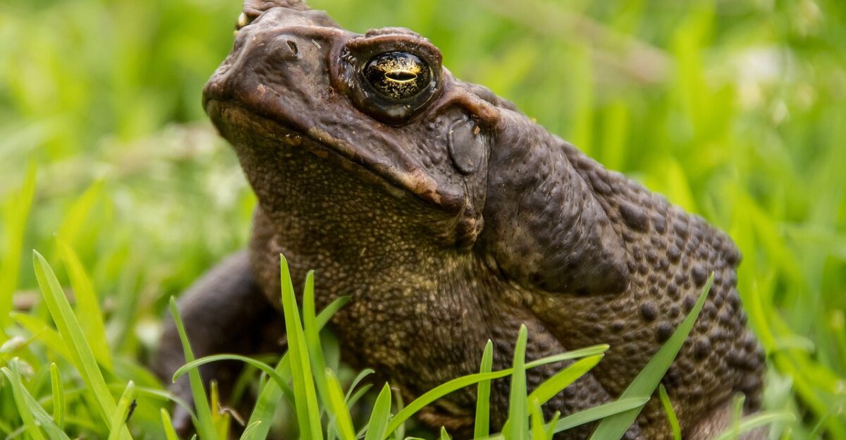 cane toad toad amphibian pest queensland australia giant neotropical toad marine toad giant toad nature bufo toad large toad poisonous toad rhinella marina animal