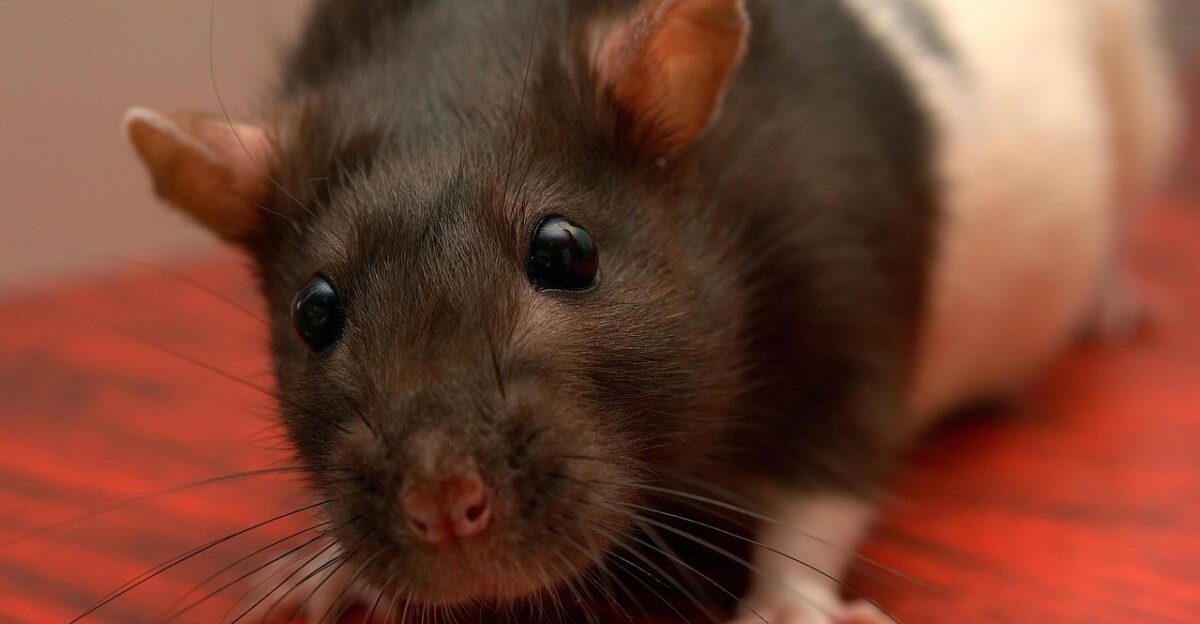 rat pet rat pet close-up decorative rat rat rat rat rat pet rat pet rat pet rat pet rat pet rat