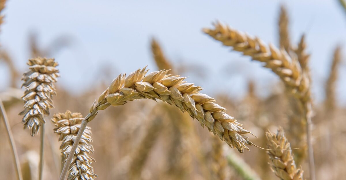 soft wheat seed wheat bread wheat wheat grain grass food flora plant growth nature wheat wheat wheat wheat wheat grain