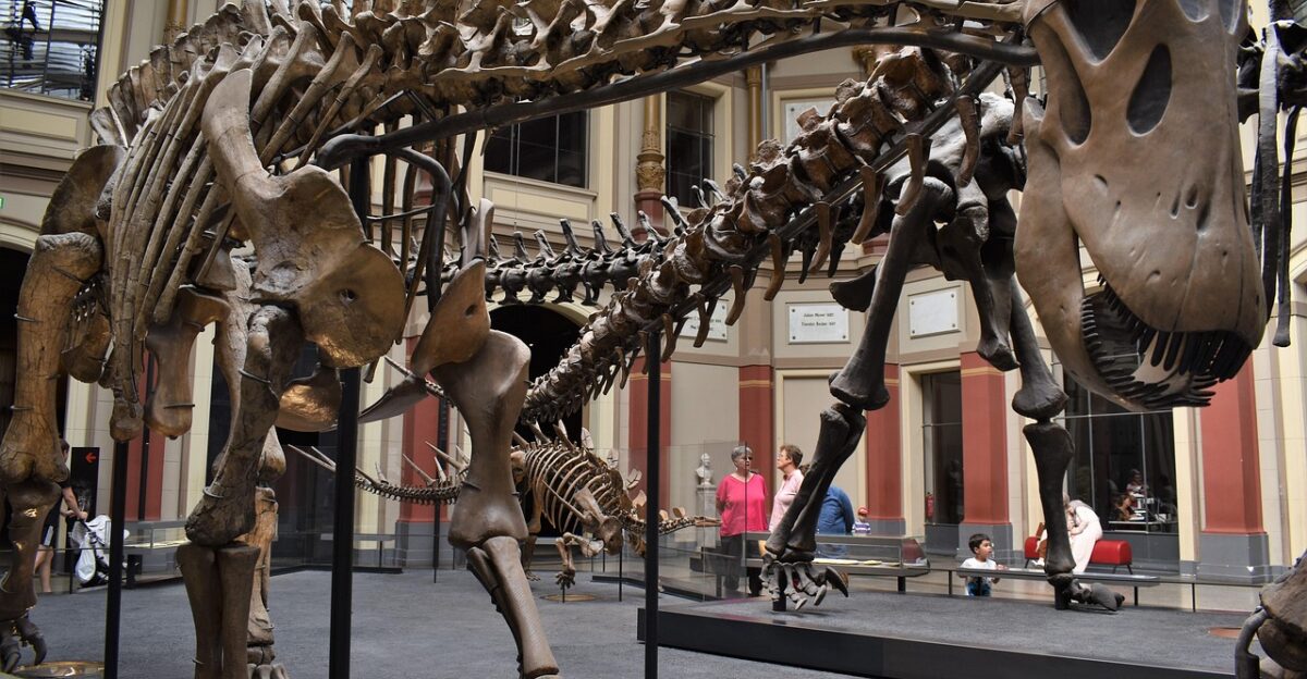 dinosaur museum fossil paleontology skeleton jurassic dinosaur dinosaur dinosaur dinosaur dinosaur fossil paleontology jurassic