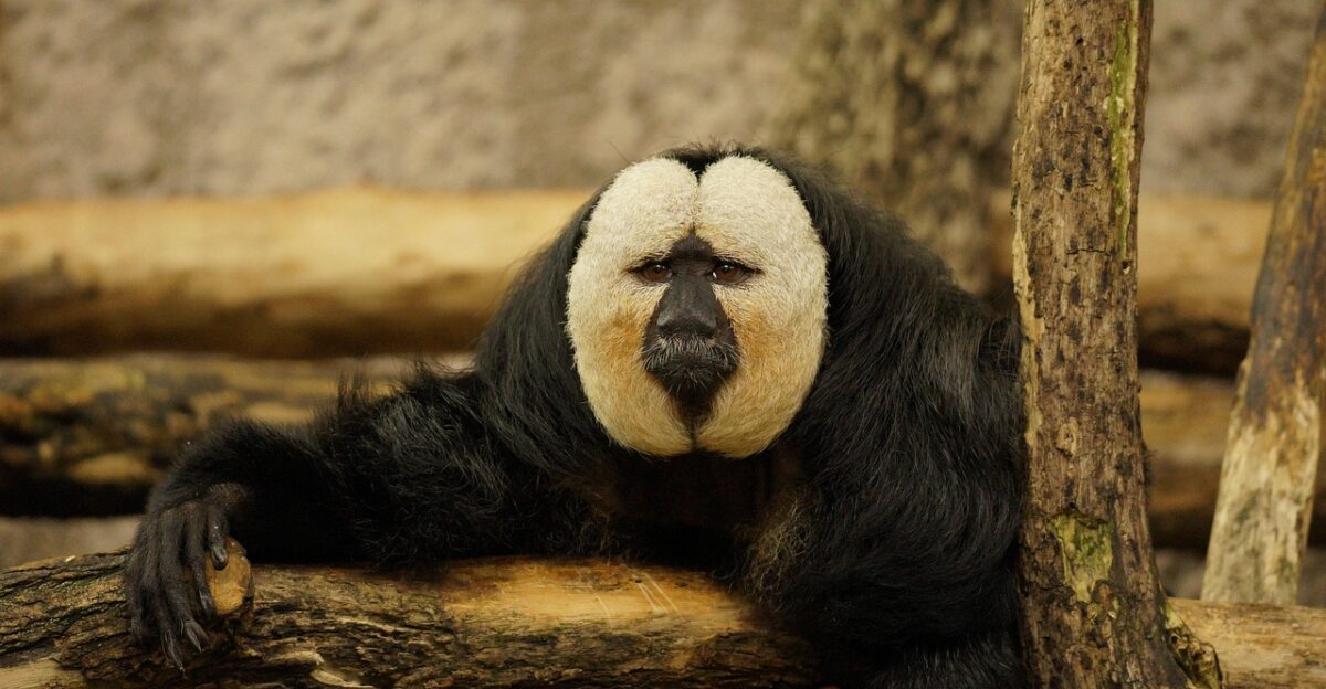 white-faced saki monkey animal mammal zoo nature