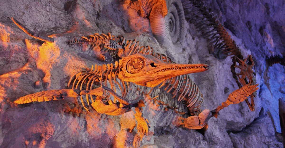 ancient animal archeology bone dead dinosaur evolution extinct fish fossil nature fossilized history marine paleontology prehistoric sea shell skeleton teeth