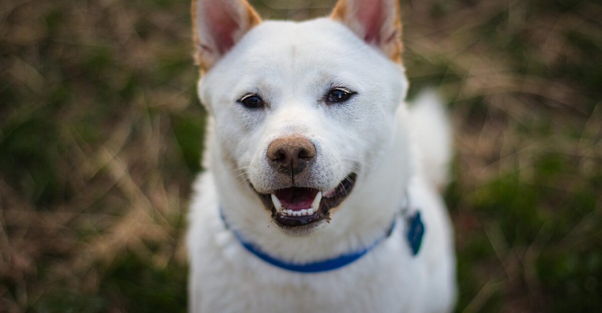 shiba inu dog puppy animal shiba pet nature inu canine young