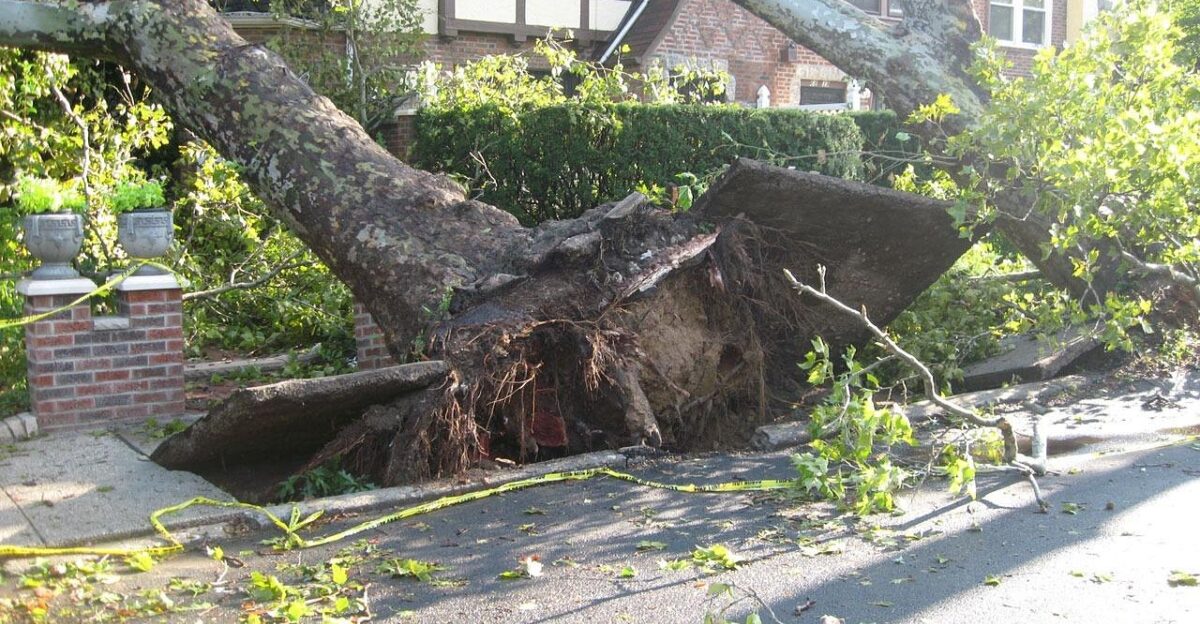 tree nature uprooted tornado winds damage storm disaster fallen weather