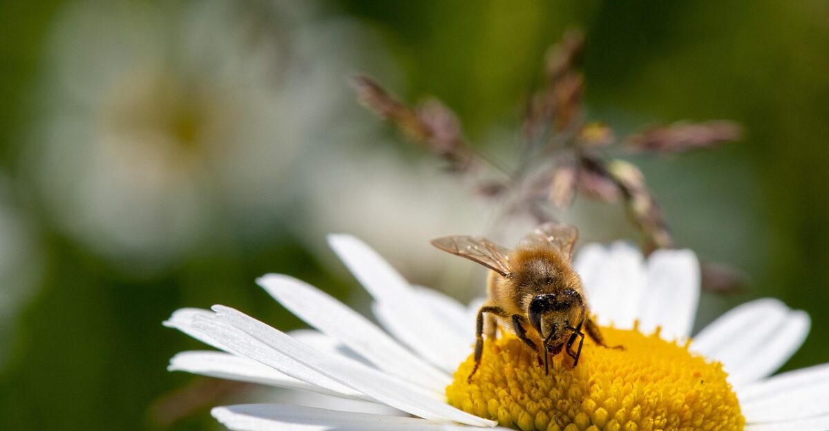 daisy bee pollination insect entomology macro species daisy daisy daisy daisy bee bee bee bee bee