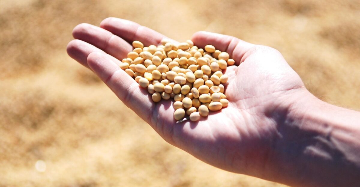soybean hand agro harvest seeds leguminous soybean soybean soybean soybean soybean agro