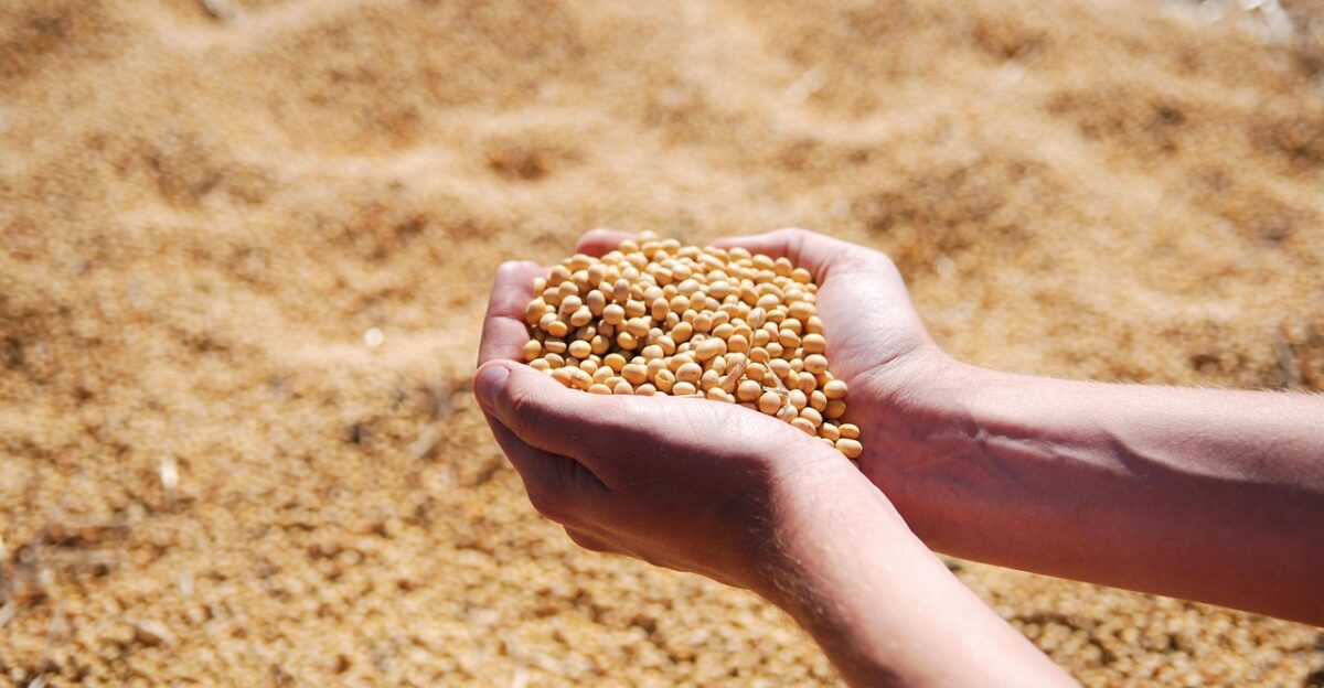 soybean hand agro harvest seeds leguminous soybean soybean soybean soybean soybean agro