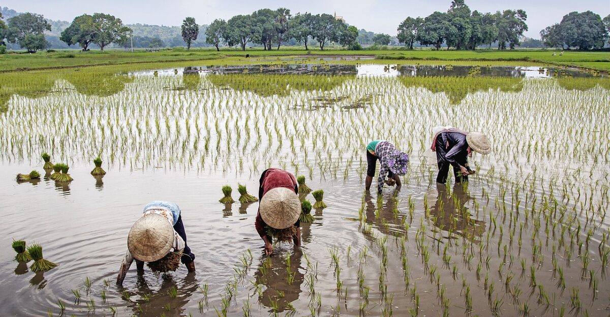 field farmer rural water nature vietnam landscape beautiful sky trees countryside woman lifestyle outdoor wet