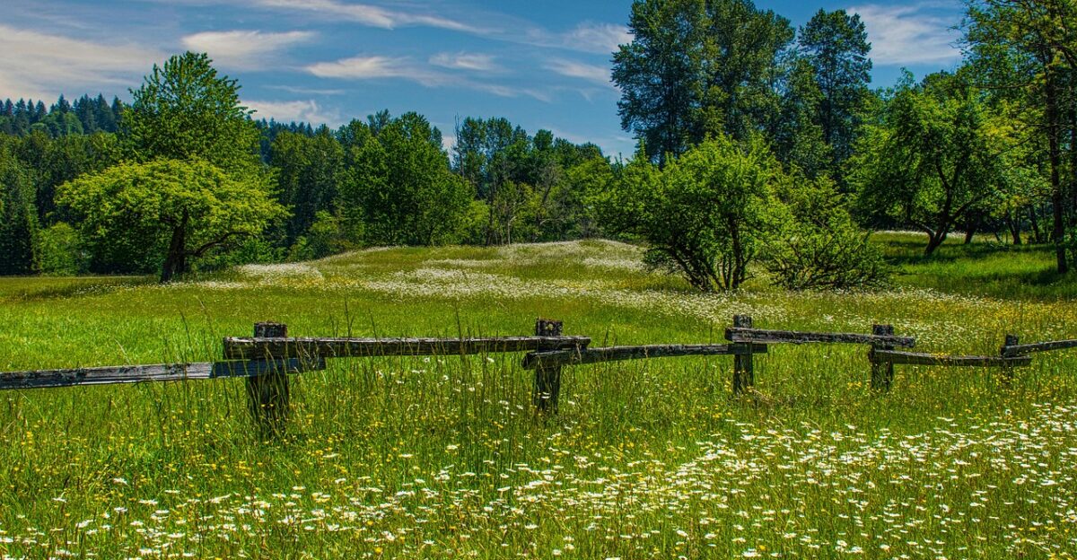 daisies buttercups washington state park nature rural landscape meadow trees