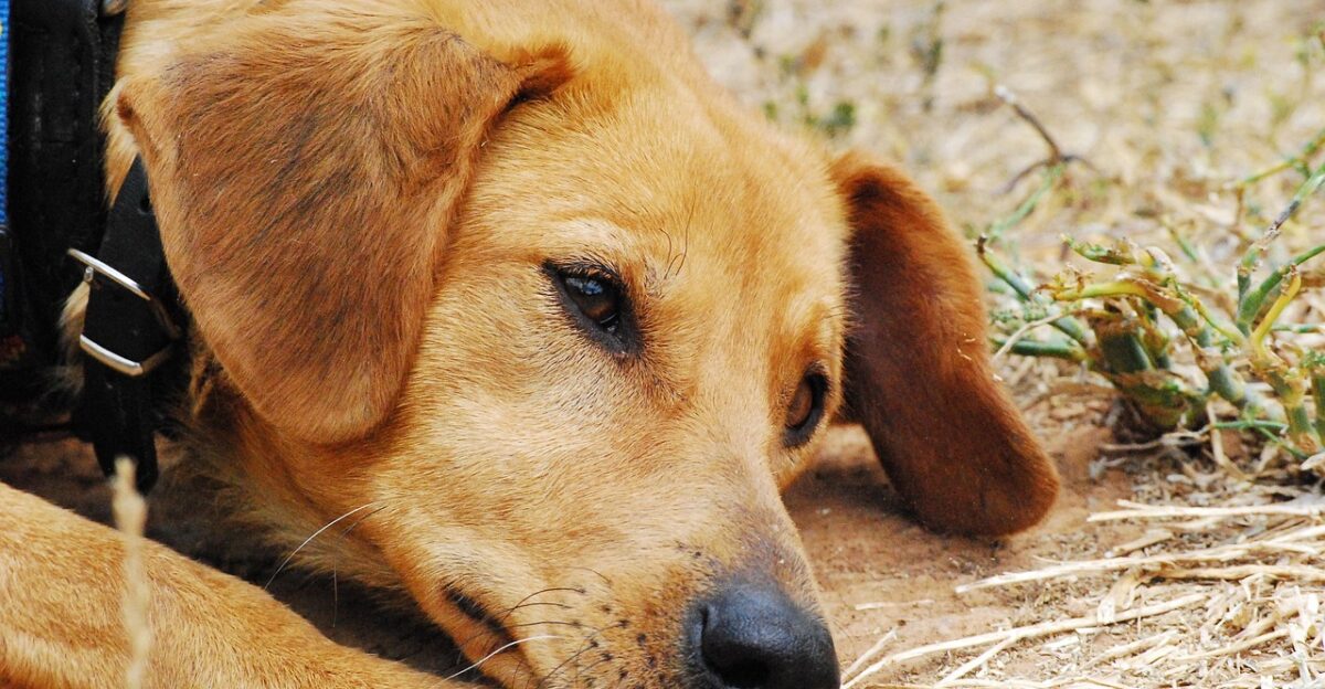 dog pet sad exposed nature female dog animal shelter dogs hybrids animal