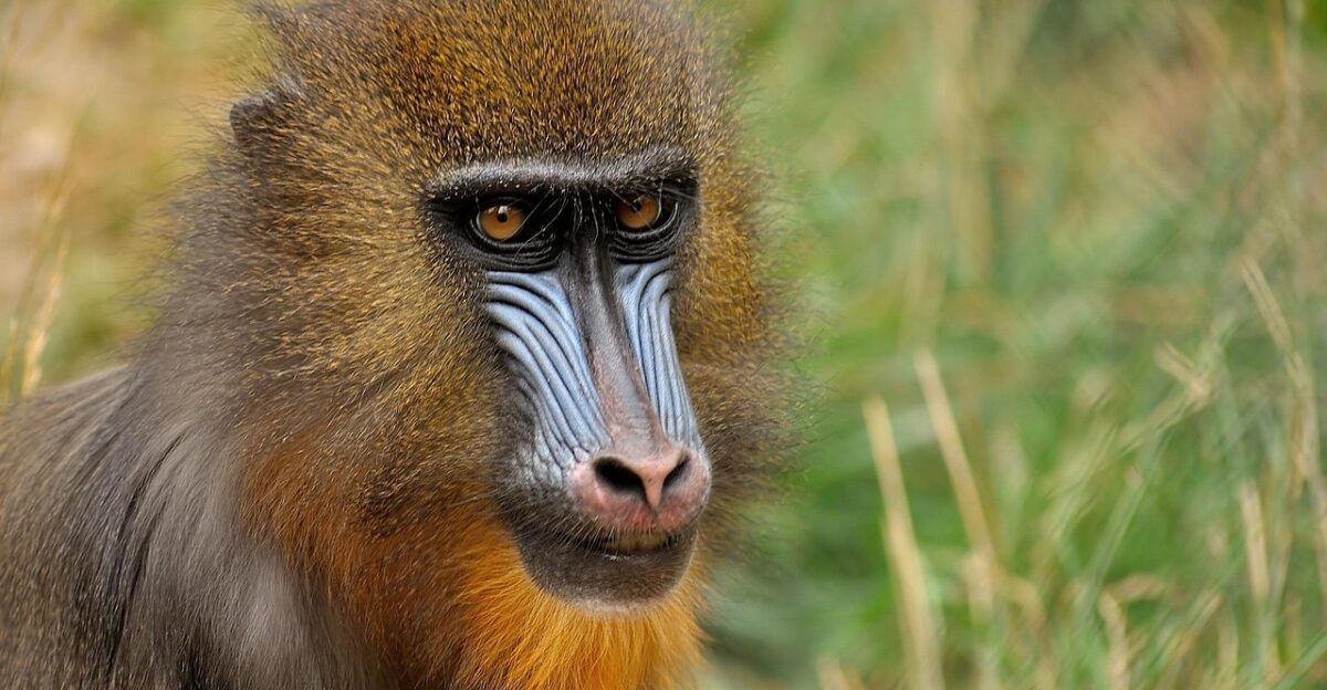 animal mandrill primate species fauna mammal monkey zoo wildlife nature portrait