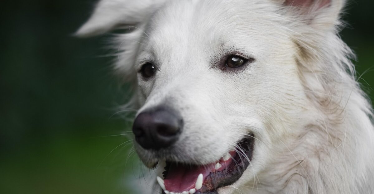 dog domestic animal nature animal head pet white dog mammal furry cute domestic