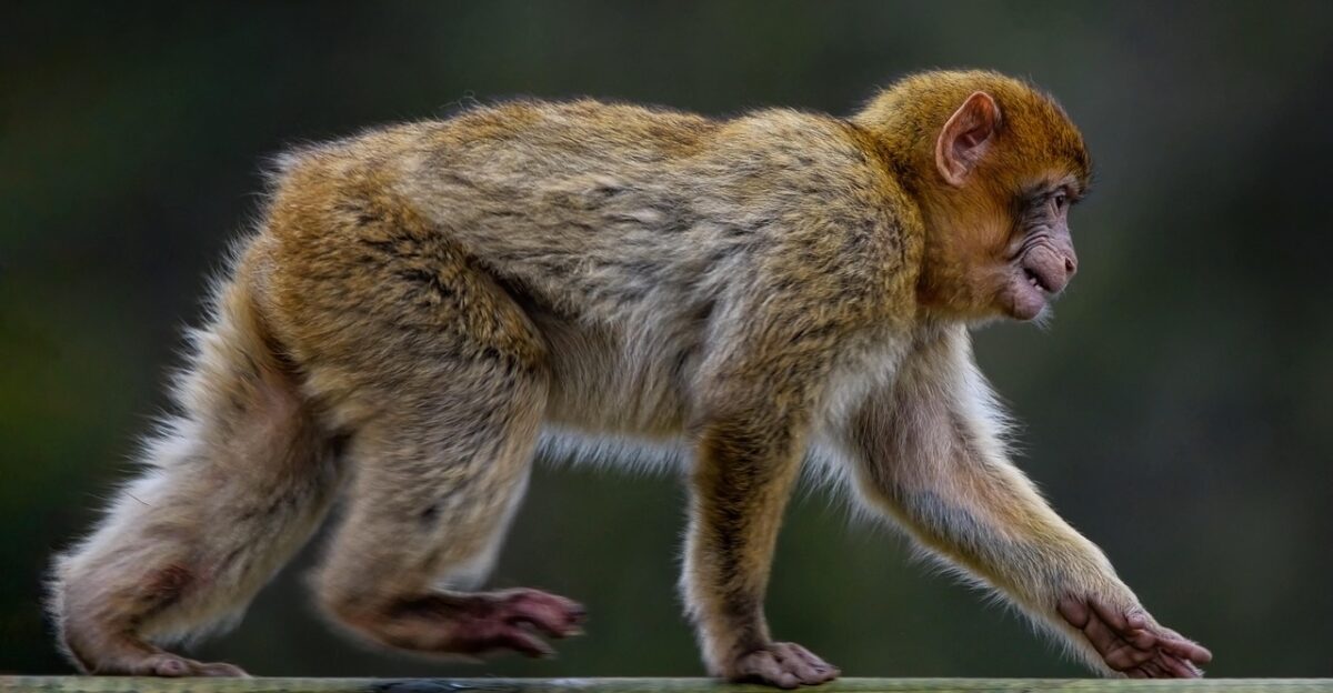 barbary macaque monkey animal barbary ape macaque mammal primate baby monkey wildlife nature endangered monkey monkey monkey monkey monkey