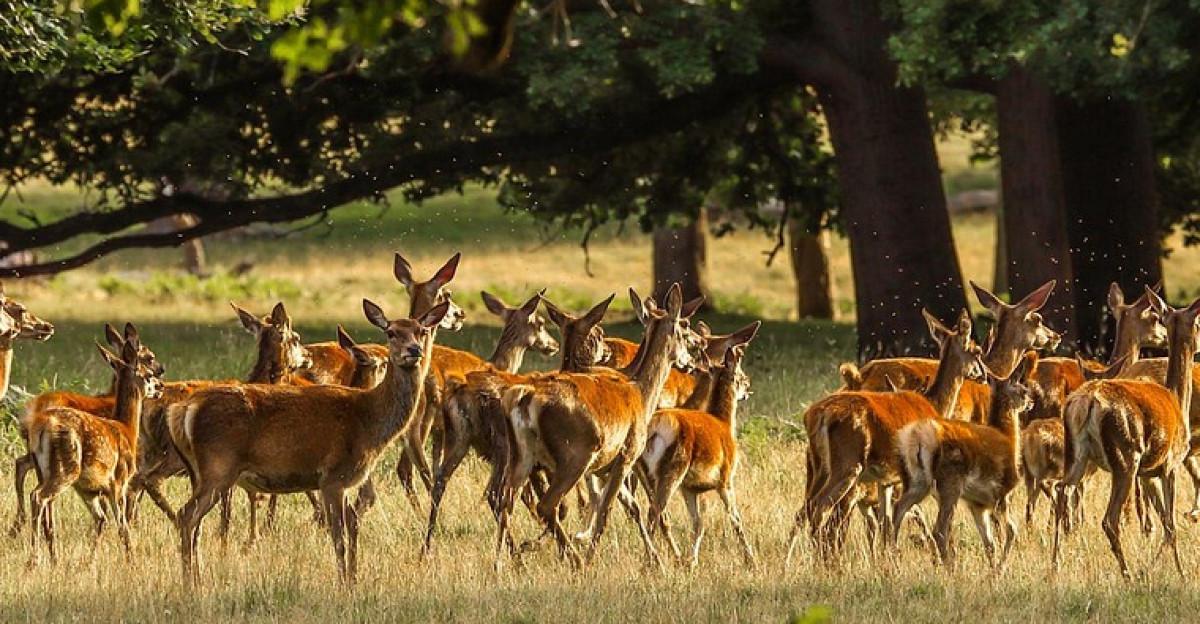 animals deer forest nature england wild wildlife species fauna deer deer deer deer deer