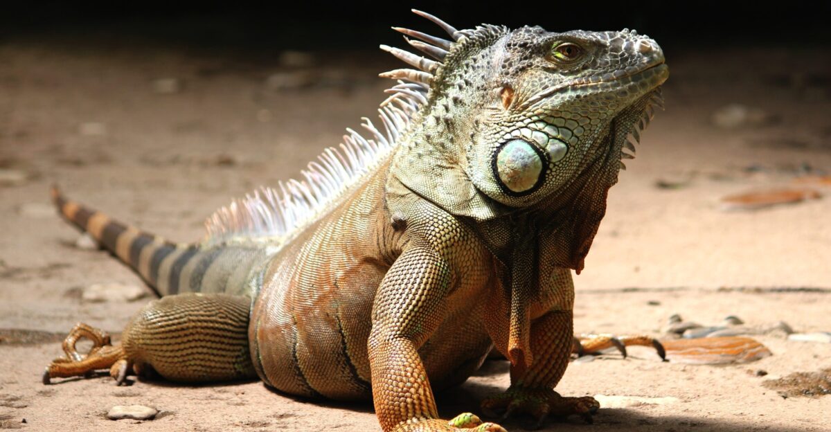 Invasive Green Iguanas In Southern Florida