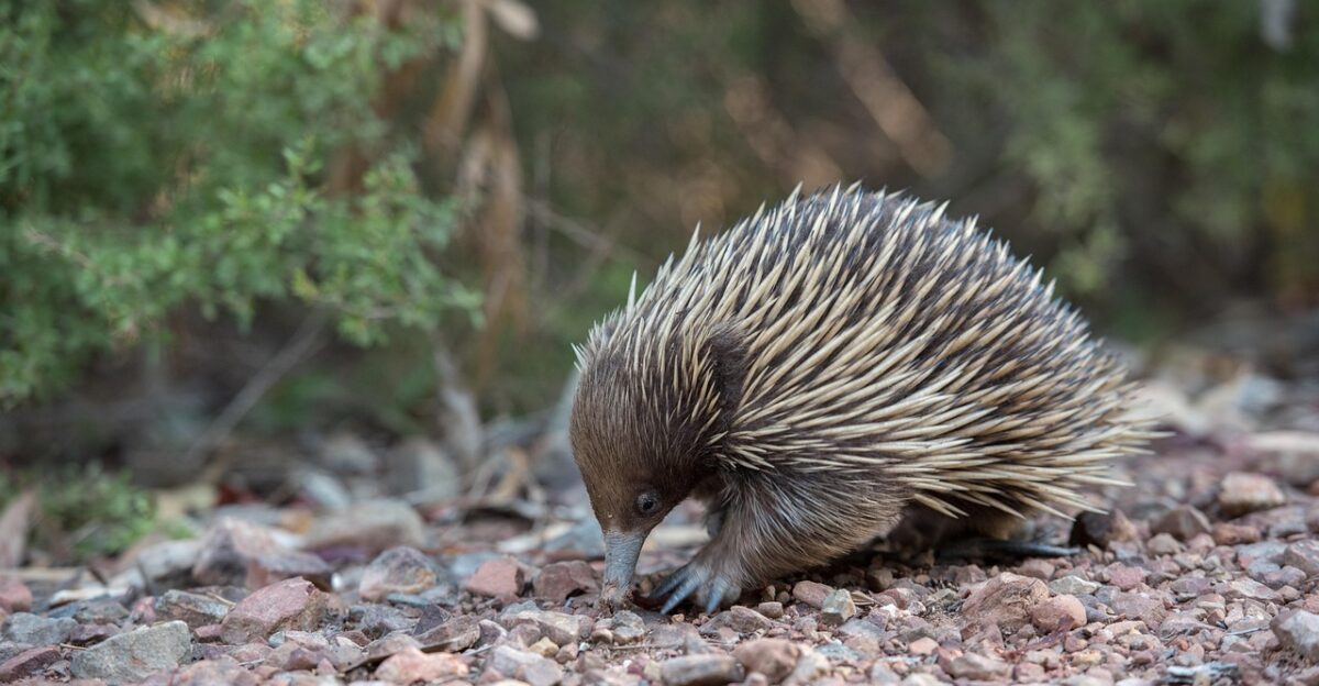 short beaked echidna echidna animal monotreme spiny anteater tachyglossus aculeatus egg-laying mammal mammal spiky wildlife fauna wild nature australia