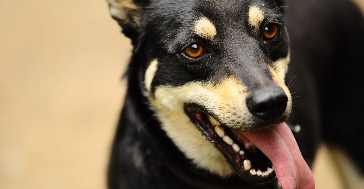 dog domestic animal pet hybrid medium-sized dog game tongue animal animal shelter